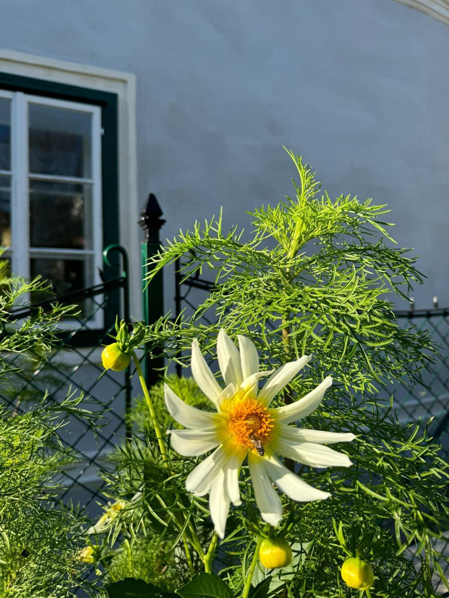 Apartahotel Podenhaus *